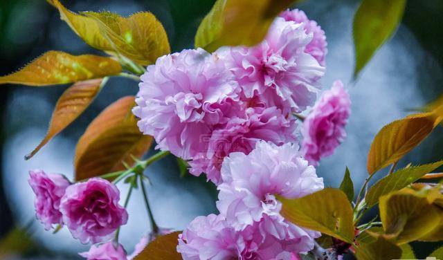 泰国旅游 遇见樱花绽放的美丽，千姿百态的花朵满树烂漫，清新迷人的花卉
