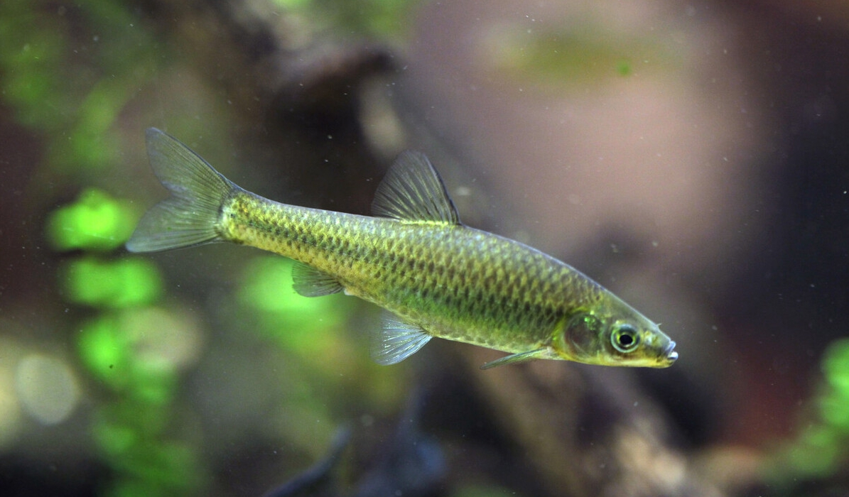 |钓鱼人讨厌的一种鱼,一度泛滥成灾,短短数年,欧美多地“失守”