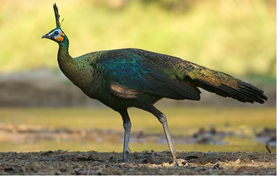 科学家 比大熊猫还珍贵！中国绿孔雀数量不足600只，曾被认为已灭绝