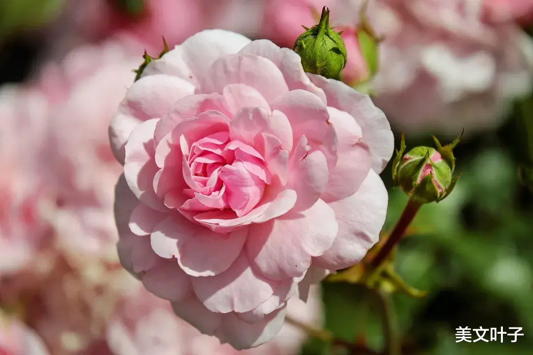 美文叶子|人到了而立之年，一定要扔掉这三样东西（受益匪浅）