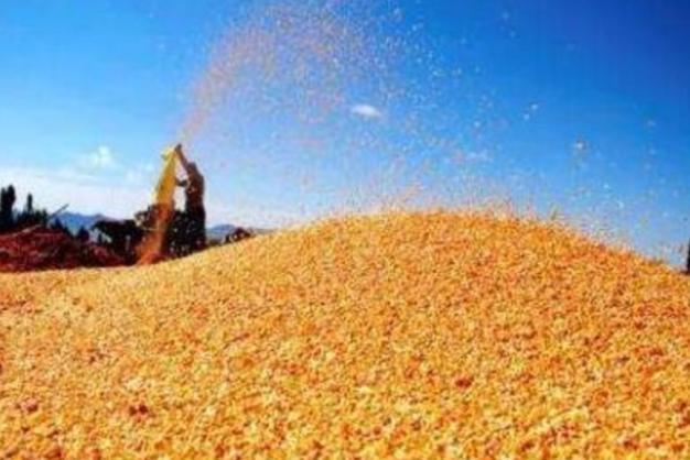 魏洪玉说育儿|在市里每年有一个稳定的收入，现在计划回农村创业大家感觉靠谱吗？