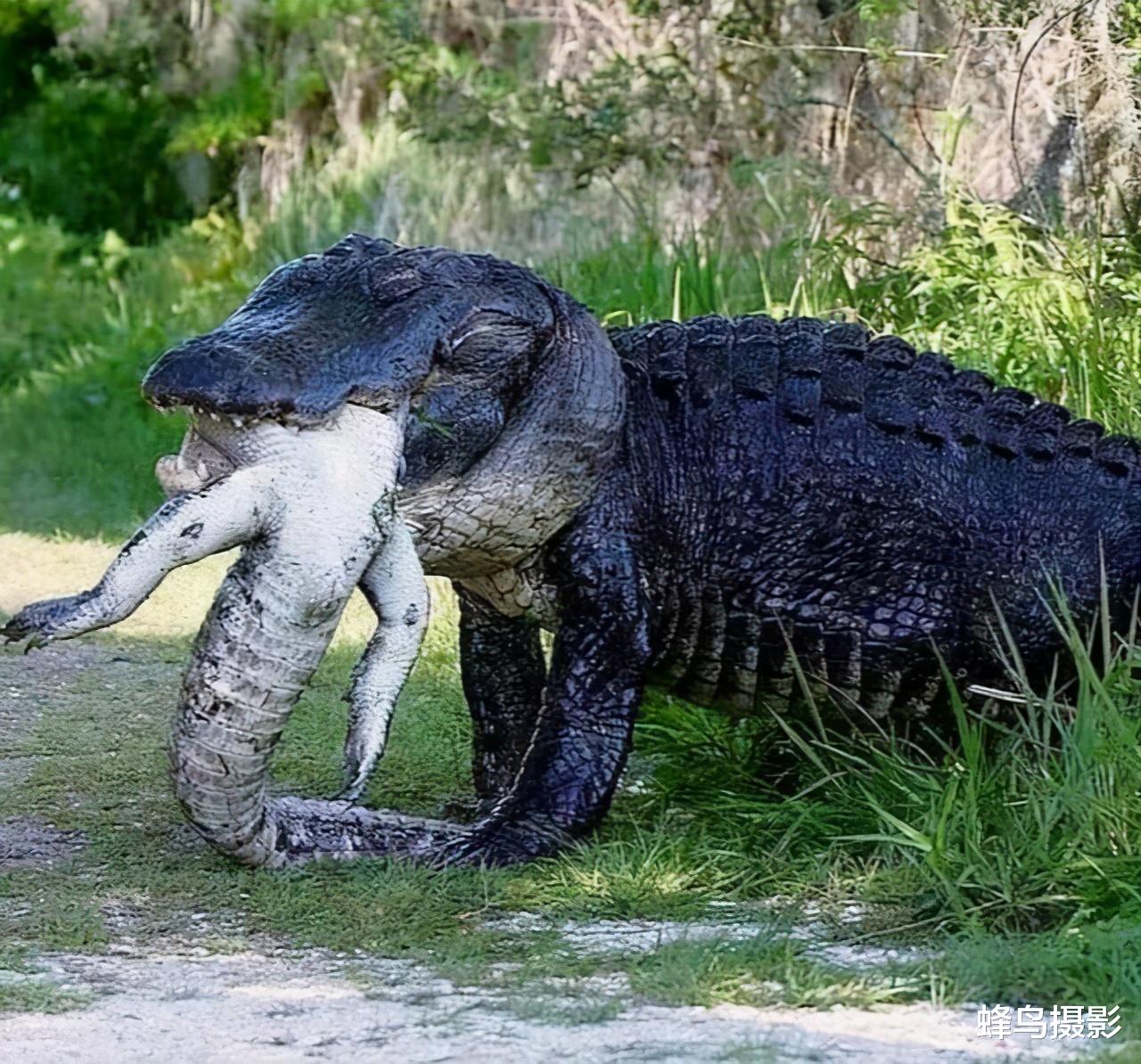  22张罕见的照片，鳄鱼居然同类相残，老鹰成乌鸦的顺风车