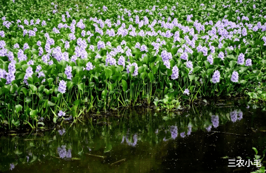 花生|比水葫芦可怕,被吃掉拉出来还能继续生长,水花生真一无是处吗?