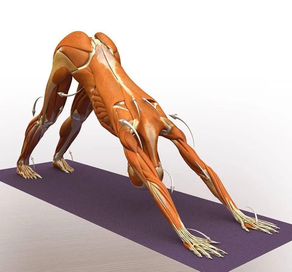 运动|练瑜伽，这些解剖常识你要知道（附28个常见体式解剖图）