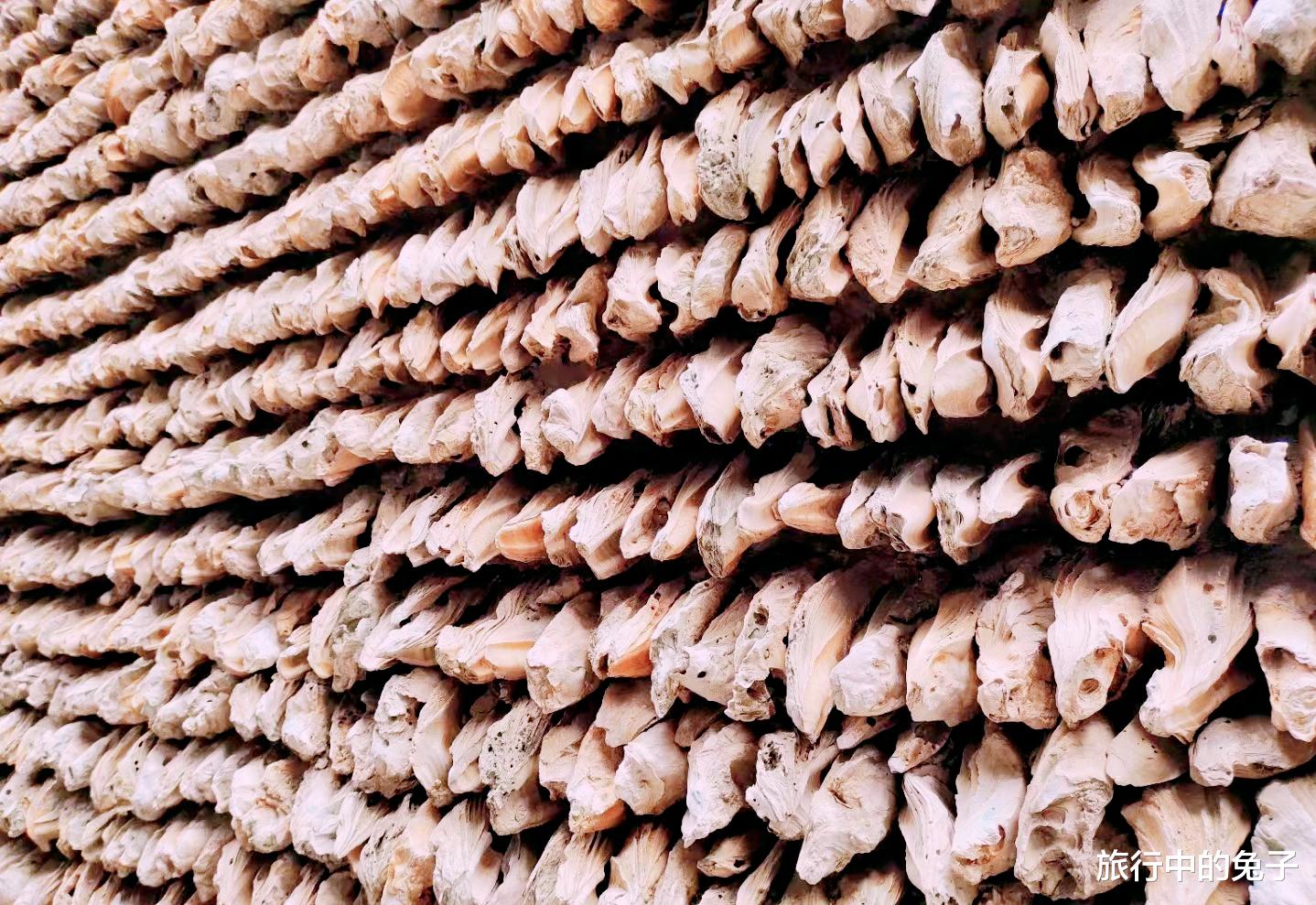 广州市|真正的“蚝宅”：墙体用生蚝壳打造，存在600年依然稳固