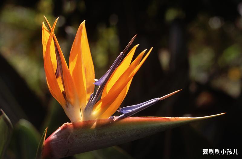 喜刷刷小孩儿|在你失败的每个人生驿站中,你应该为自己鼓掌,虽然此时掌声有点微弱