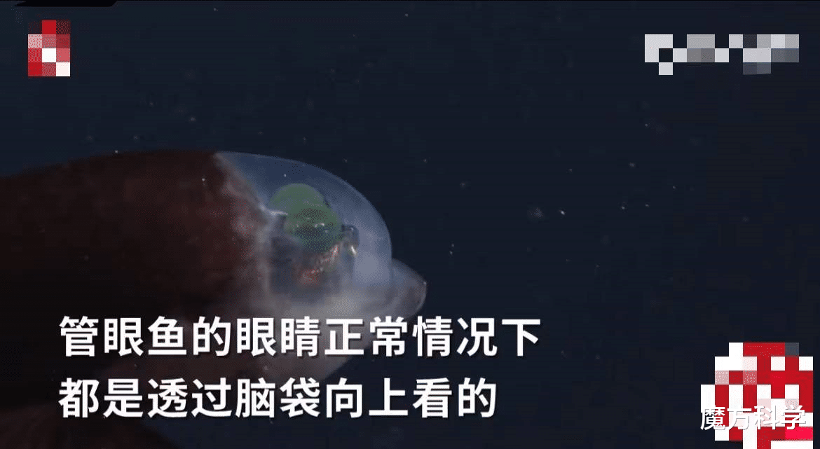比人类进化还前卫?“幽灵鱼”罕现美国加州!81年前首次发现后总共仅现9次