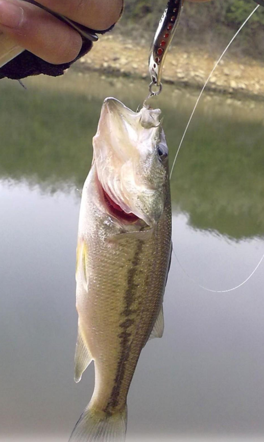 饵料|夏季，淡水鲈鱼的岸提钓法