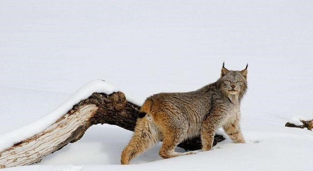 猞猁|外形软萌可爱的猞猁，为何能让凶狠残暴的狼都“秒变怂”呢？