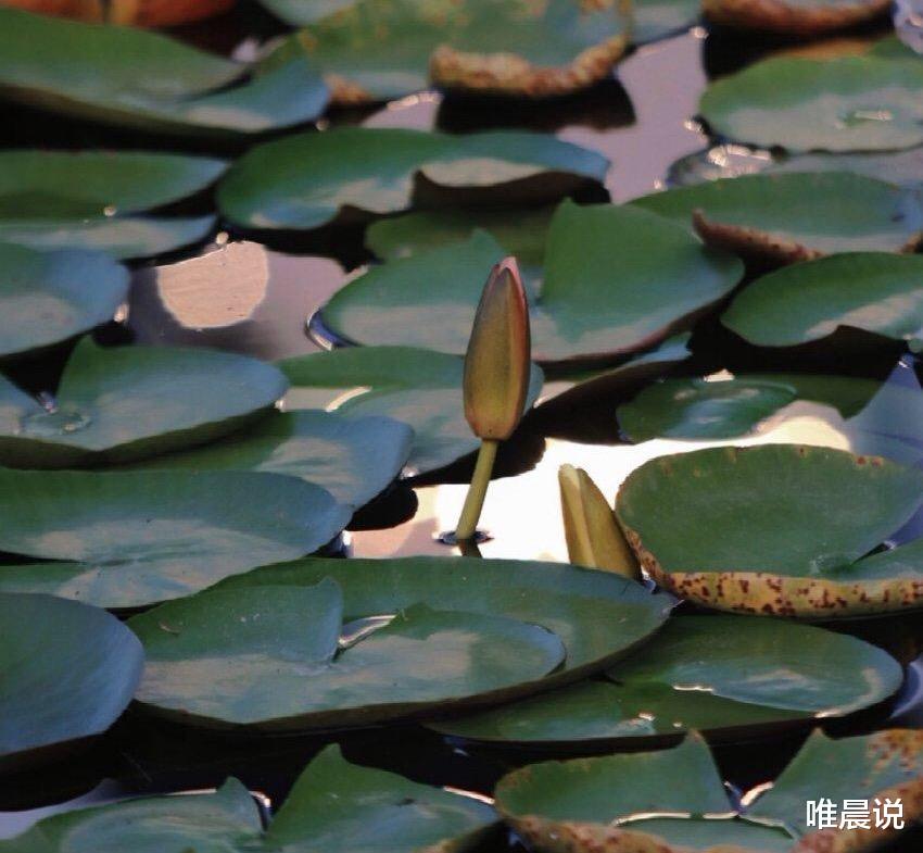 唯晨说 看不起你的人，张口闭口都是“特别”的话，愿你早点懂得