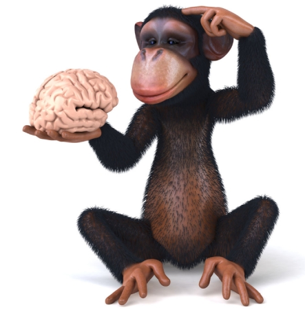 黑猩猩 游客向黑猩猩扔食物,黑猩猩也朝游客扔东西,为何会模仿人类?