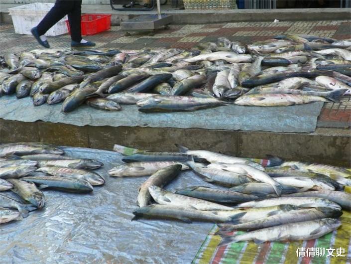 中國大馬哈魚之殤：設禁漁期挽救瀕危魚種，卻被俄羅斯坐享其成？-圖9