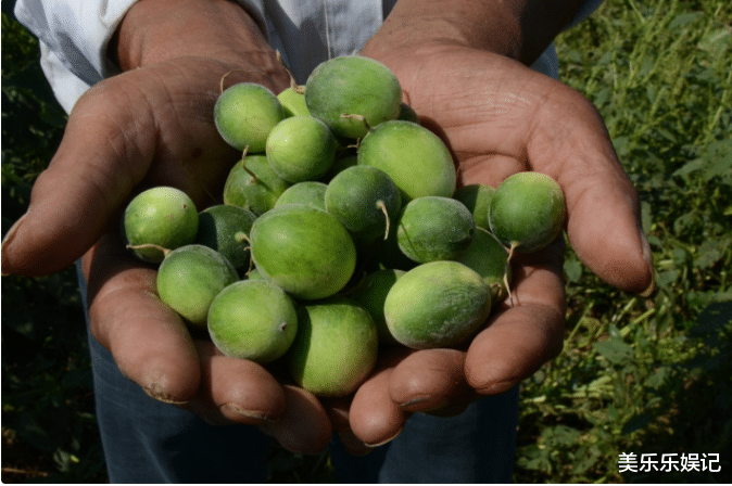 重金属|农村即将“消失”的野果子,吃过4种正常,全吃过的说明您真老了