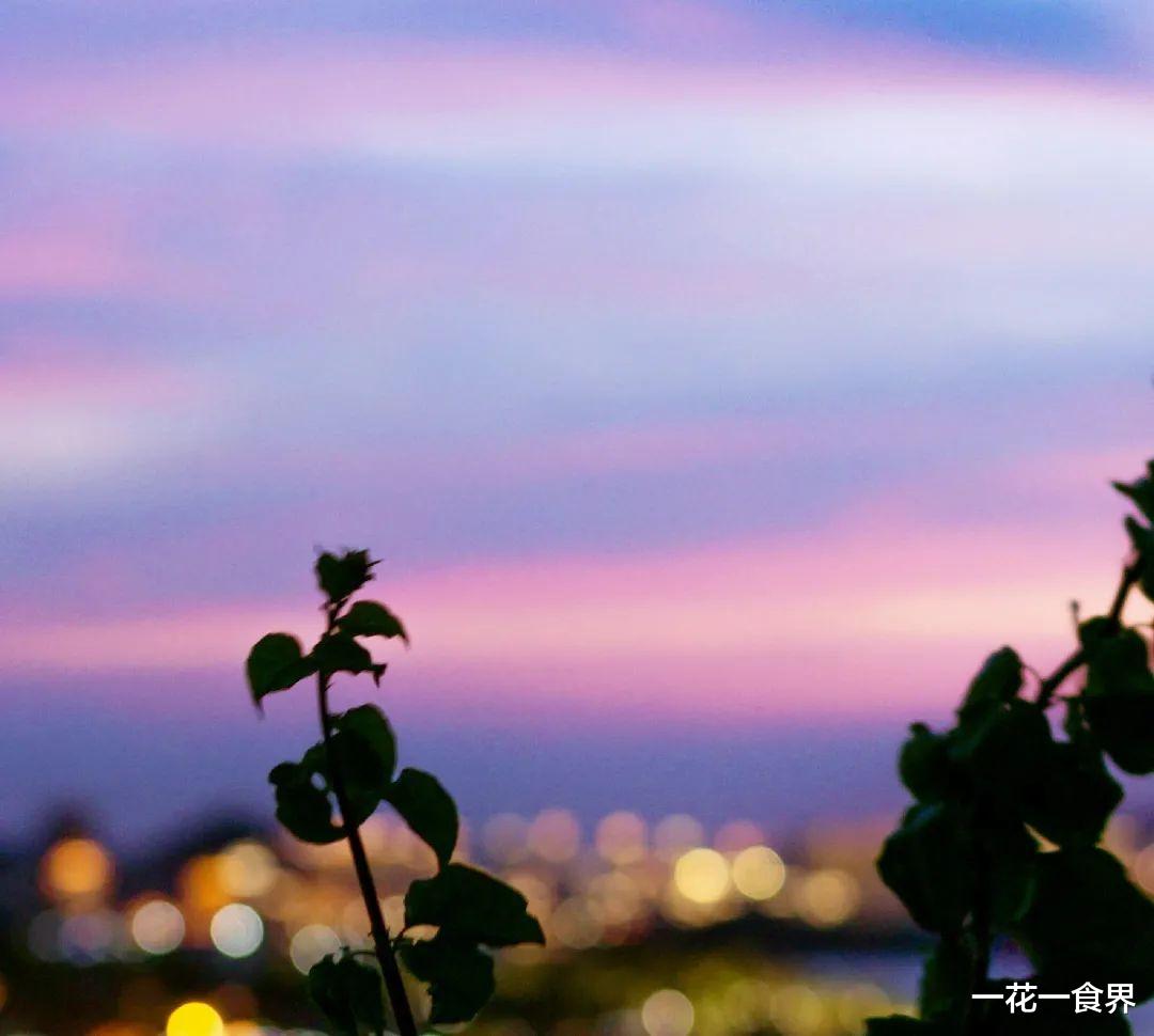 一花一食界|仲夏夜的风~