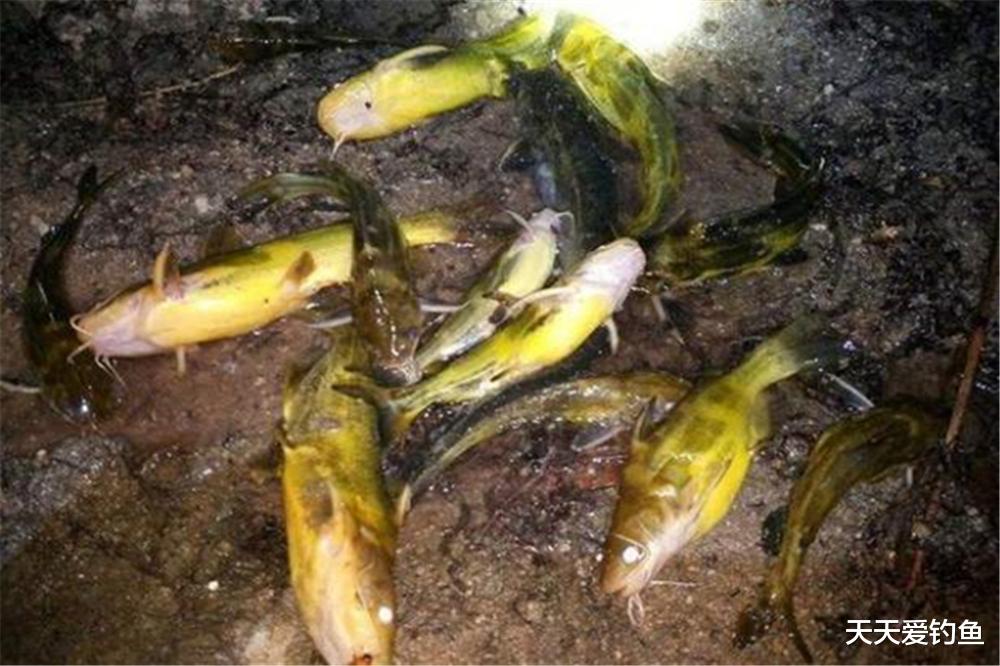 |春季夜钓昂刺鱼，垂钓方法有三种，方法简单可靠，不愁钓不到鱼！