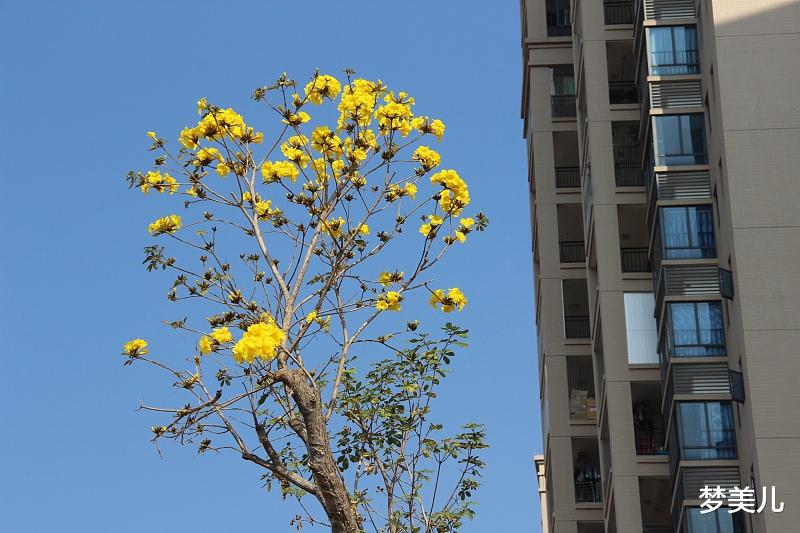 梦美儿 早知今日，何必当初？
