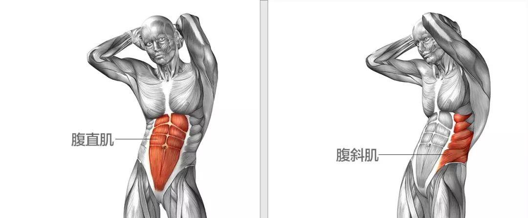 一员肌肉猛将|不要再做仰卧起坐了，只需这3个动作，能让你的腹肌更有型