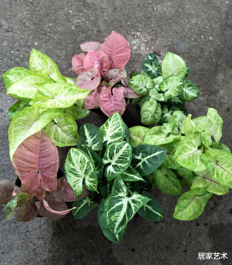 居家艺术|它四季翠绿既可土栽也可水培，净化效果好，比绿萝好看还好养！