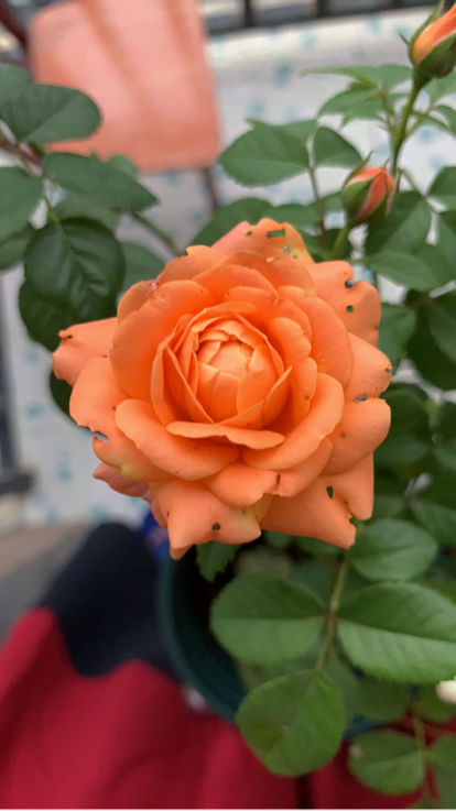 花百科 菊花秋冬季节“回光返照”，是好事还是坏事，每日一答环节开启