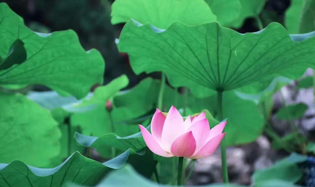 晓东梦伴|年龄越大，发现想要活得轻松一些，就要看淡这三样“东西”