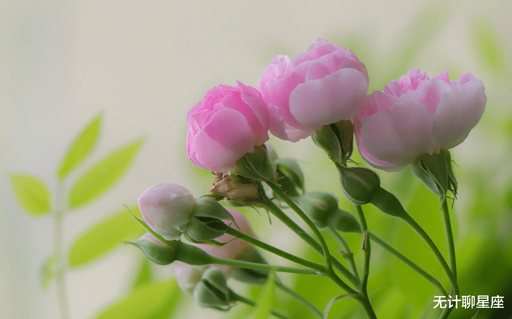 无计聊星座|8月,4个星座,好运将到,家庭美满,找对方向,坚持下去