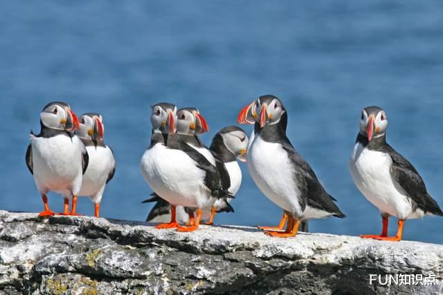 北极 上可飞天，下可潜水，生活在北极的“大企鹅”是什么来头？