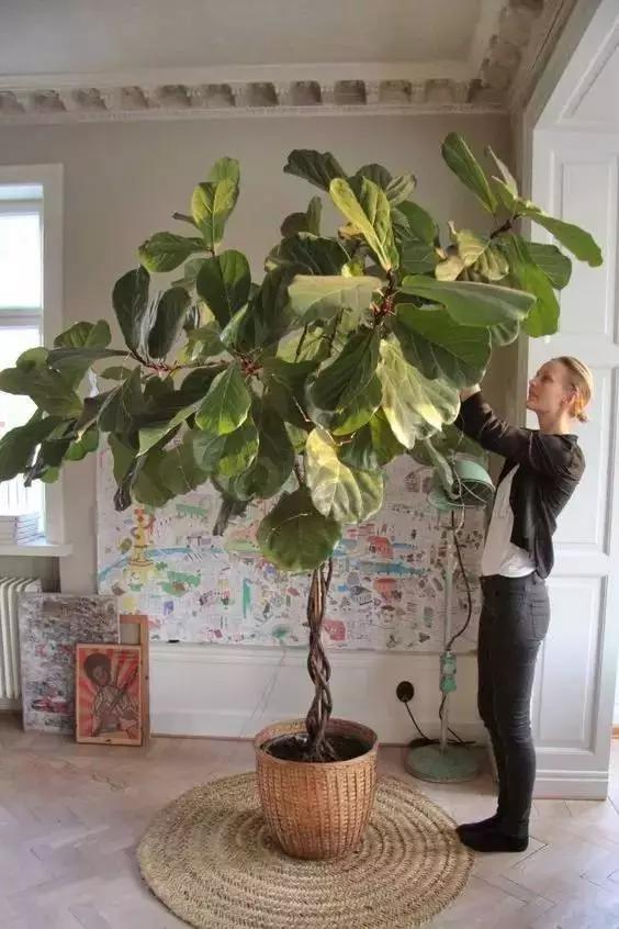 客厅|8种“招财树”,养在客厅里,高大笔挺,威武又气派,招财又旺宅