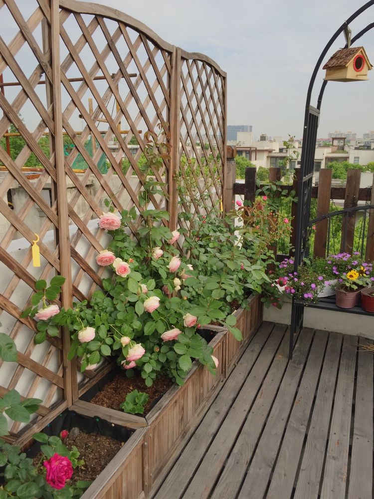 花一年多时间，改造16㎡屋顶露台，荒废屋顶变身“空中小花园”