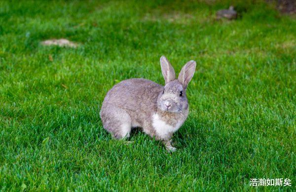 浩瀚如斯矣|8月开端，属相兔在事业上得心应手，荣华富贵春风得意