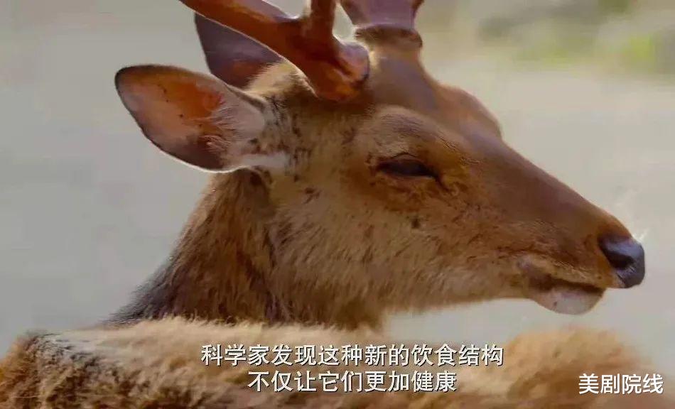 大象 豆瓣9.2，这才是我们现在要看的神作，就该打五星