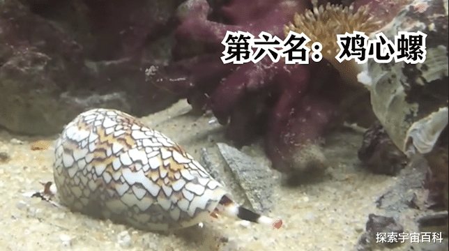 毒液 看似鲜艳实则剧毒无比,海洋里的剧毒生物,个个超乎你的想象