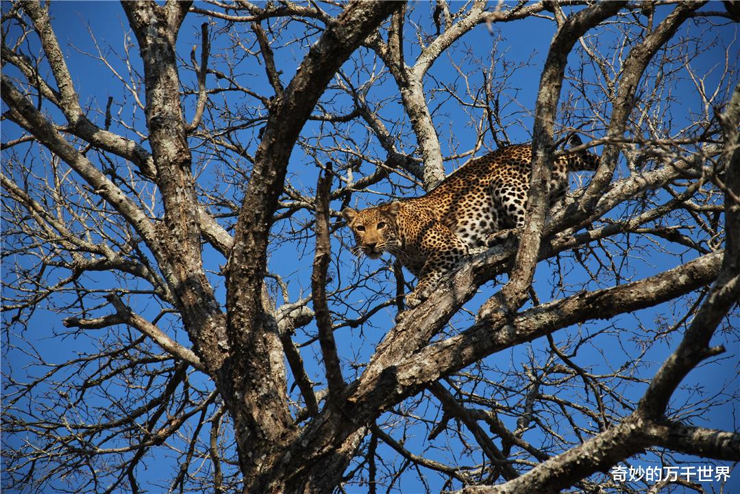 在南非克鲁格，造成花豹死亡的20%以上原因是狮子，上树都白搭