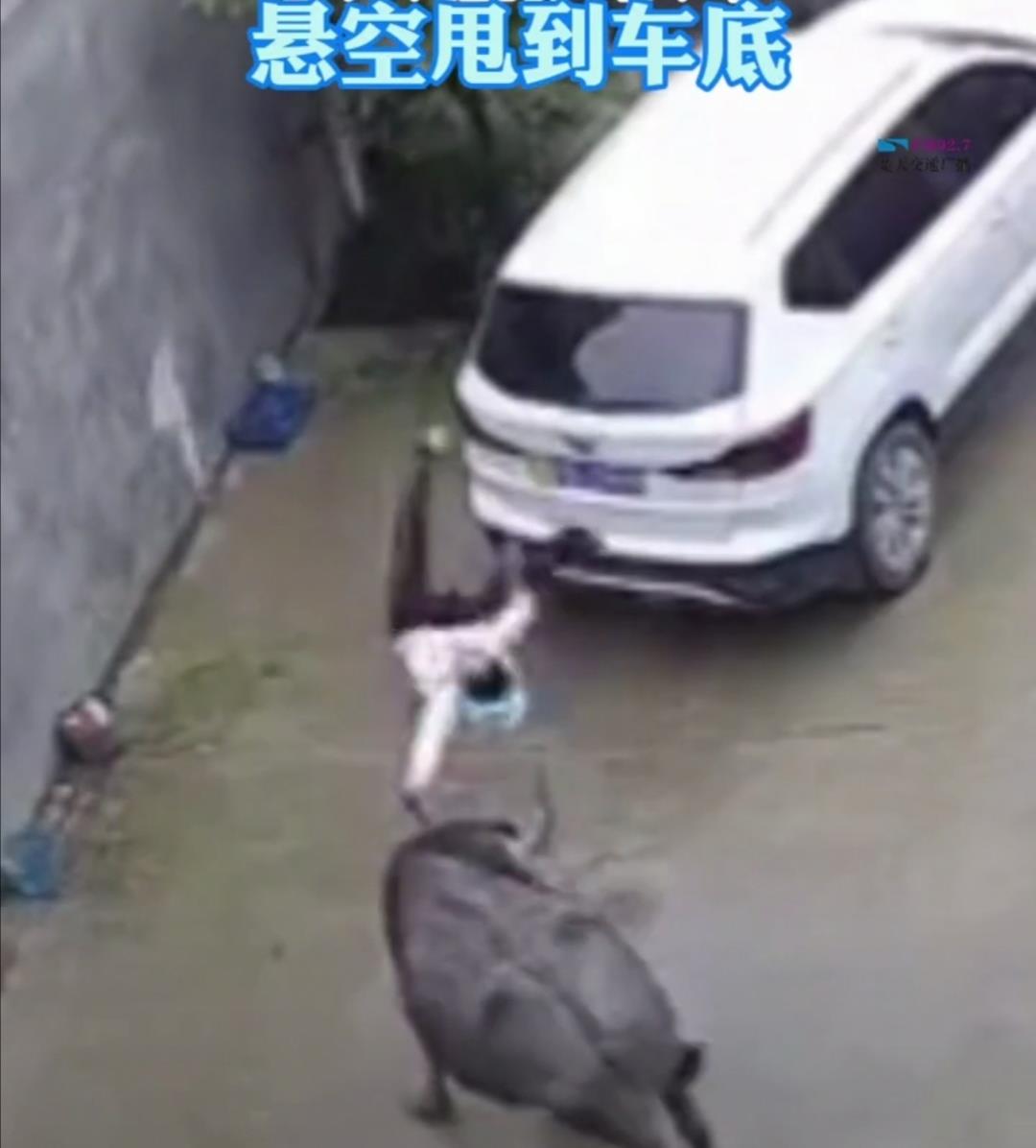 学习领航者 广东广州:水牛用牛角把孩子甩到车底,小孩求饶:别打我好不好