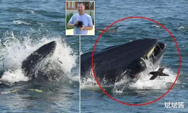 鲸鱼|一个人被鲸鱼吞了，人身上有一把锋利的刀，有没有可能生还？