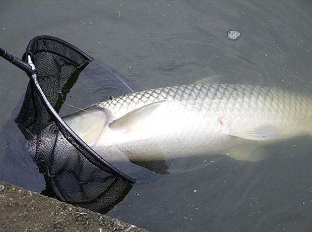 水库|春季只要草鱼开口，我就能钓满鱼护，全凭这三大法宝