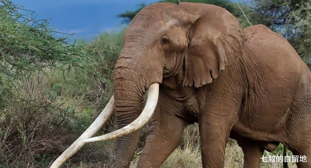 為什麼不從老死的大象身上取象牙，非要去獵殺它們？-圖9