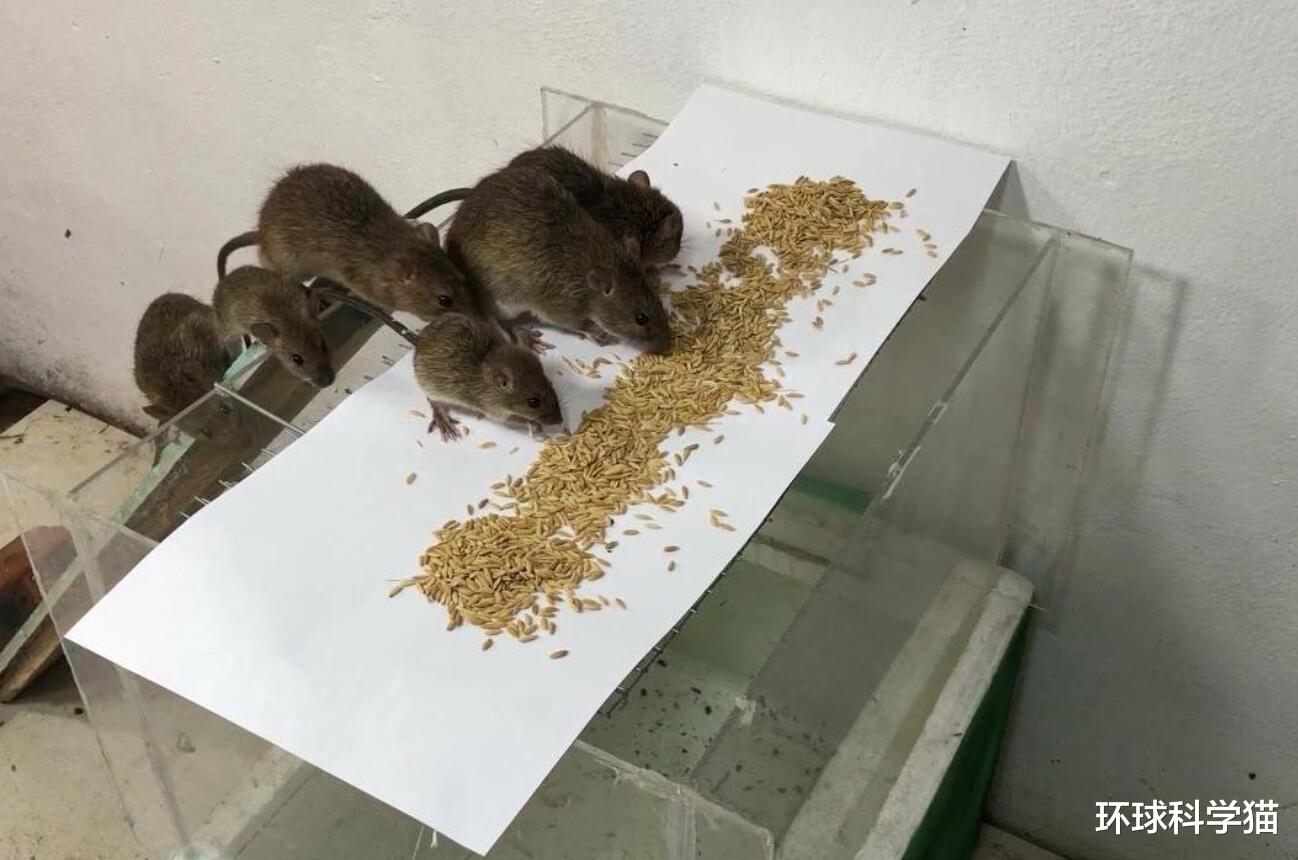 所有老鼠灭绝才好?如灭绝了,对人类有什么多大?你很难相信