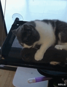 书尽心生|搞笑GIF：三个可爱姑娘，这烟吹得好给满分！