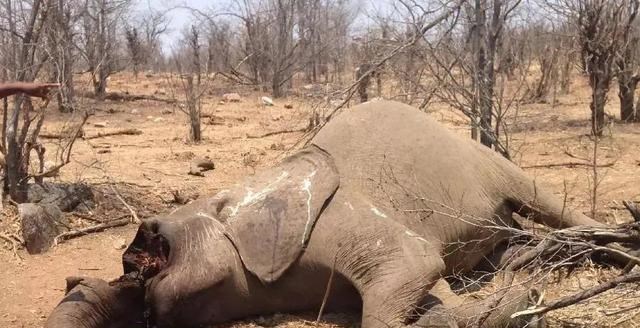 大象 既然大象一被拔牙就会死去，为什么不等它死了再拔牙？本文告诉你