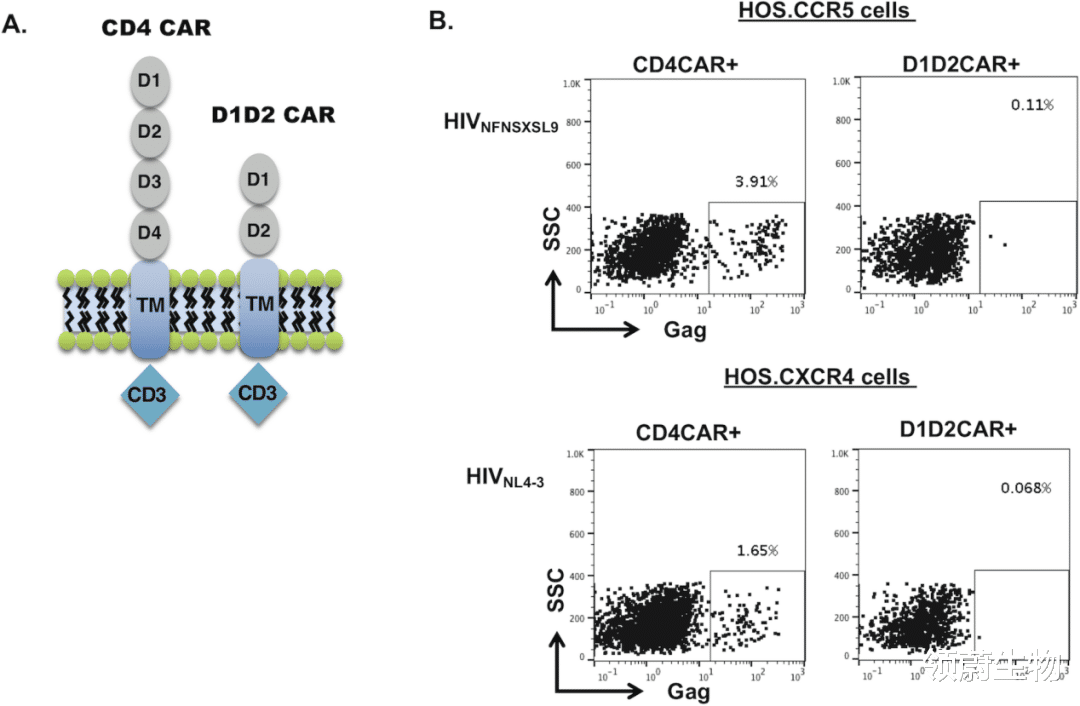 car-t 对付艾滋病？试试CAR-T疗法！有效且持久！