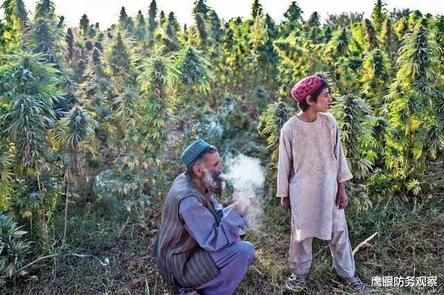塔利班|塔利班真的不再贩毒？澳大利亚公司：没在阿富汗投资大麻加工中心