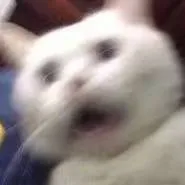 发型|将50cm仙女管塞入身体的女大学生，大可不必！！