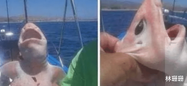 |几个男子出海钓鱼，钓了一条从未见过的“怪鱼”，后来把它放了