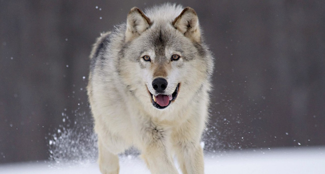 人能徒手打过狼吗？如果在野外遇到狼，人类的胜算是多少？