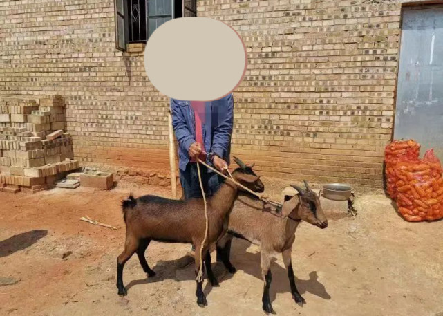  取之无道！羊贩子“嫌买太贵”直接偷：一分没挣赔了5千元！