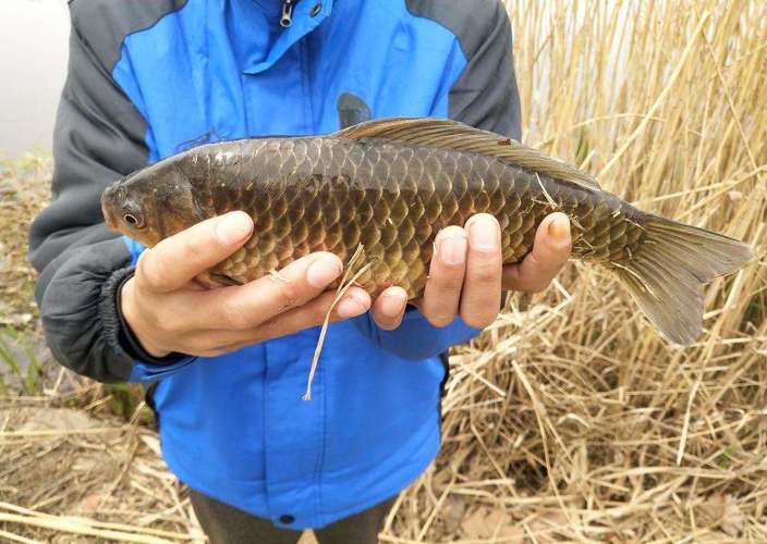 |冬钓想要好鱼获，其实真的有秘籍，学会四个勤，多冷都不怕没鱼口