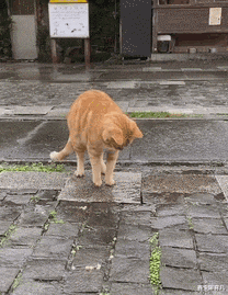 鑫宝聊育儿|“这模特怀孕7个月还在工作，她老公呢？”网友：在旁边卖车呢！哈哈哈