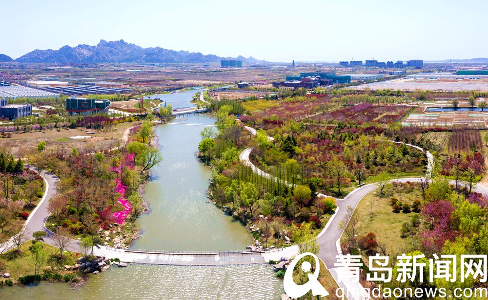 态度青岛 穿行在山水绿荫繁花中 张家楼有条网红健步路线