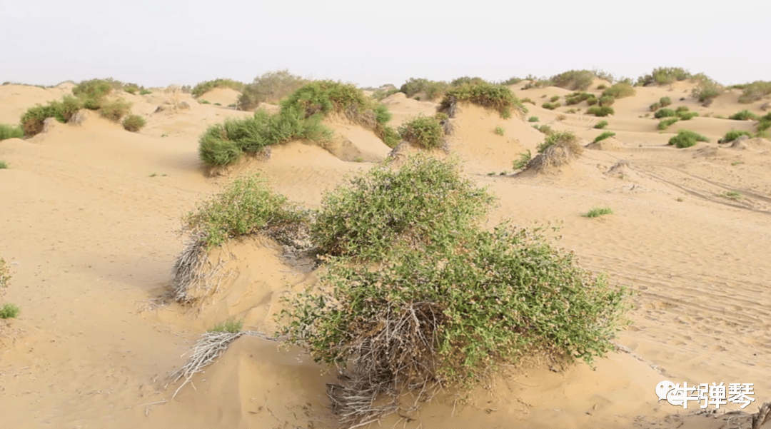毛乌素沙漠 这件事,从一粒种子说起