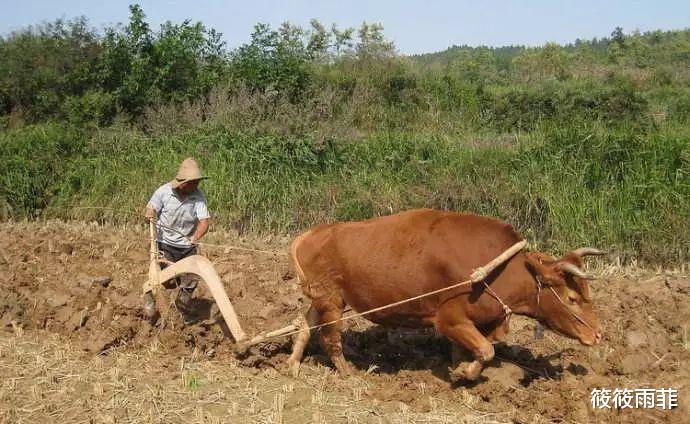筱筱雨菲|水牛力气比黄牛大，为什么人们反而喜欢养黄牛耕地呢？